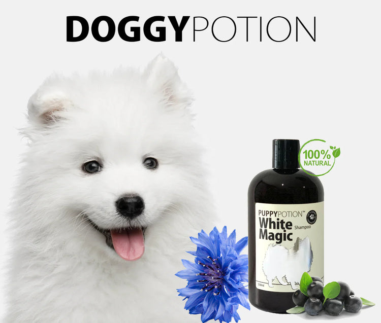 DoggyPotion