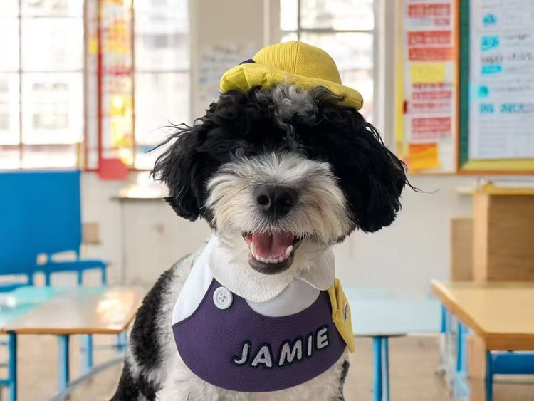 Pet Headwear