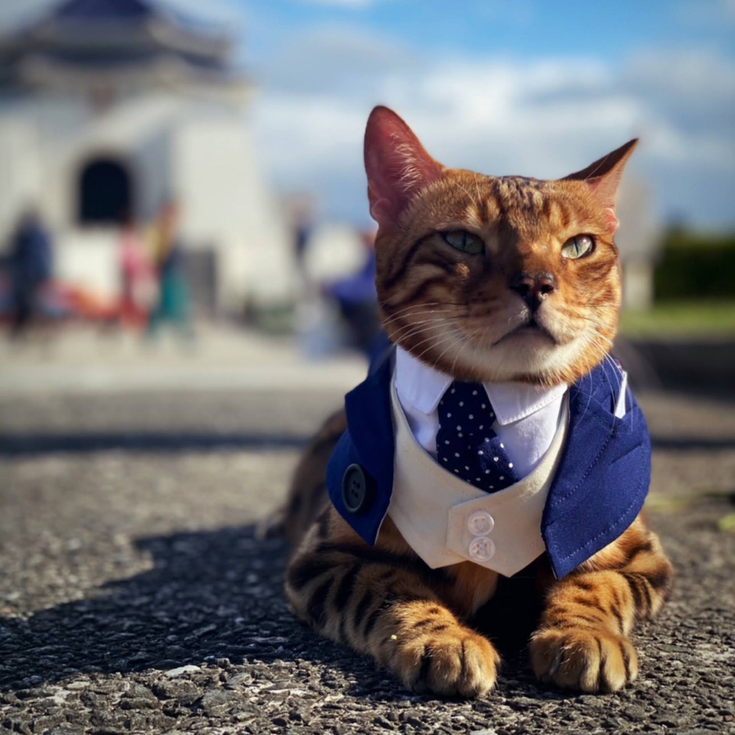 Queensway | Pet Bib