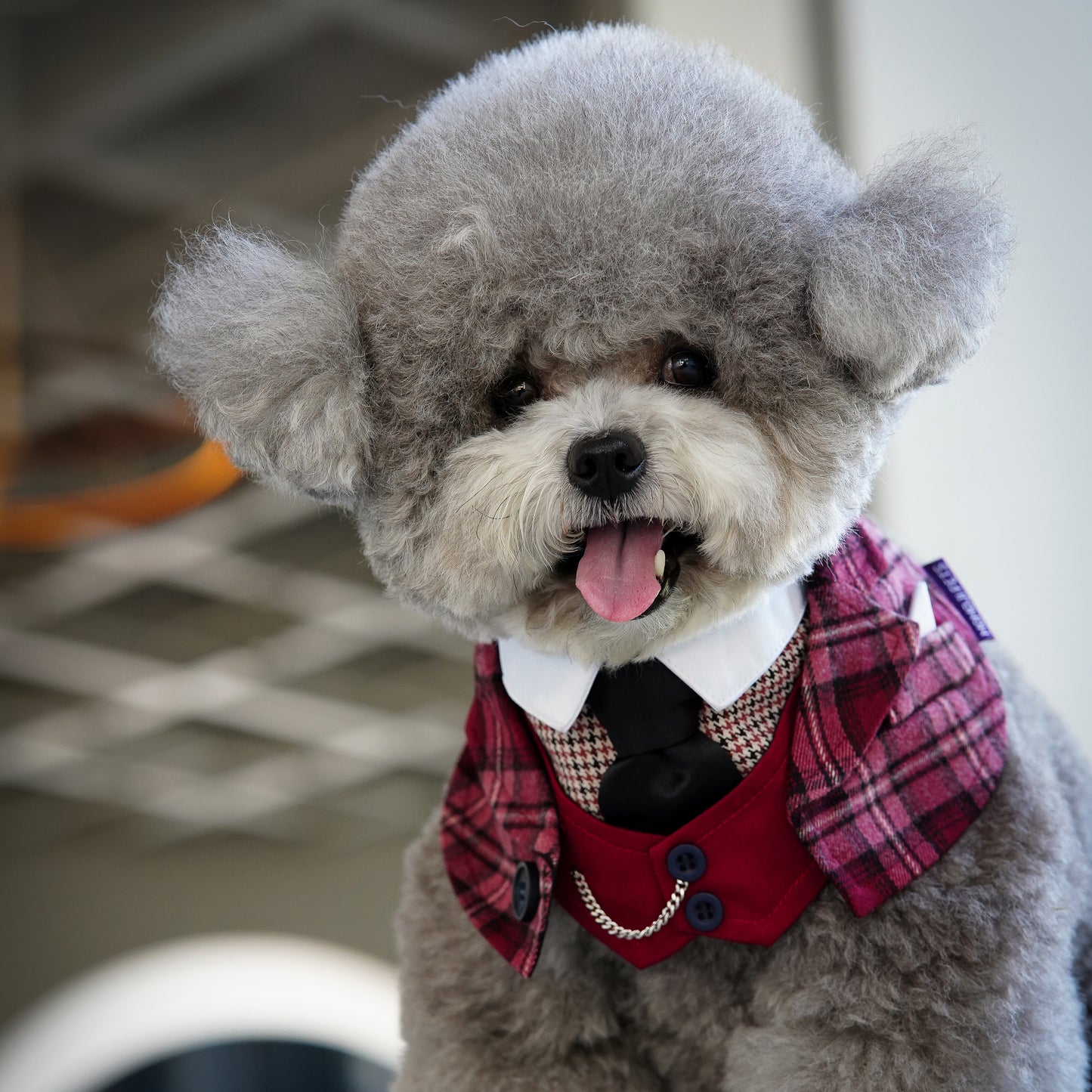 ***Pre-Order*** Phillip (New Colours) | Pet Bib