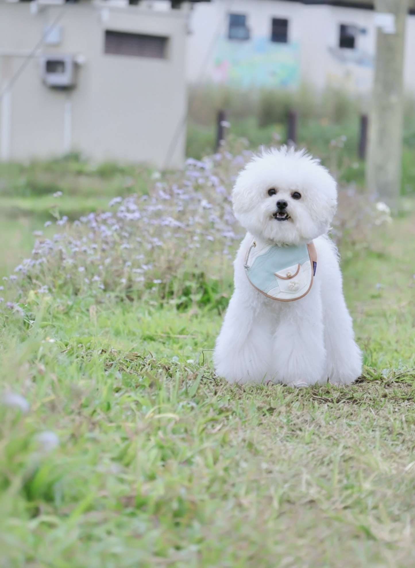 **Pre-Order** Antibes (1-Azure Mist) | Pet Neckwear