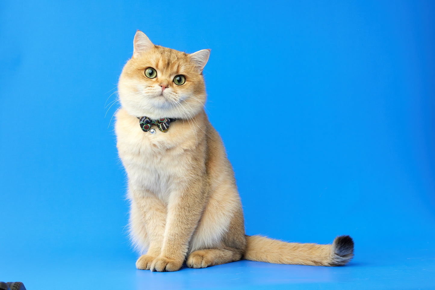 Nathan Road Harness & Leash Set for Cats & Small Dogs