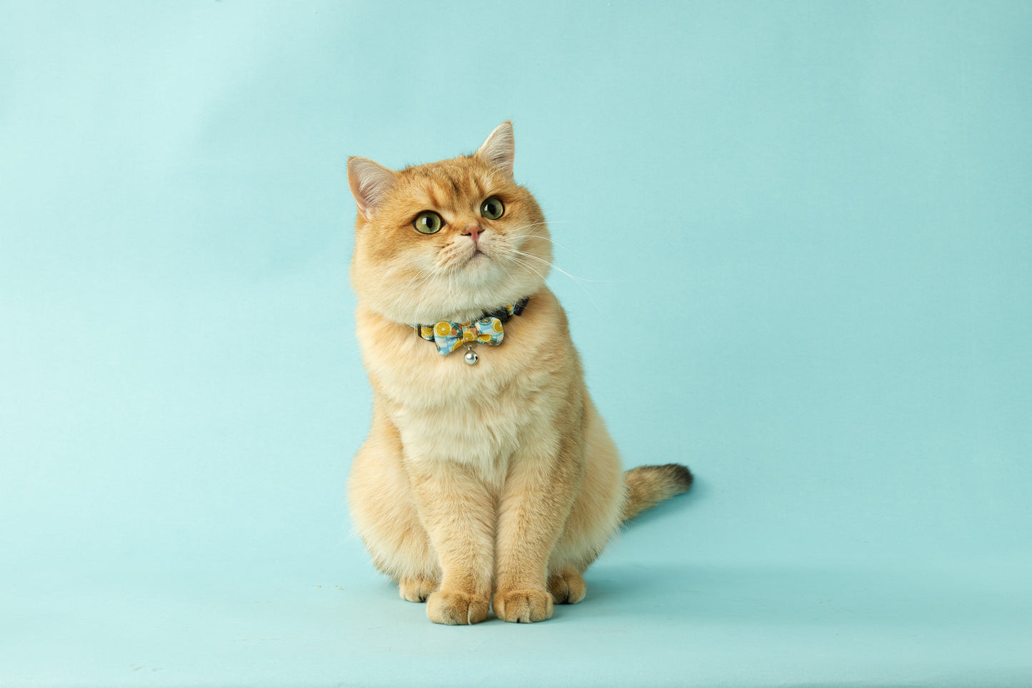 Iced Lemon Tea (C0T) | Walkwear | Hong Kong