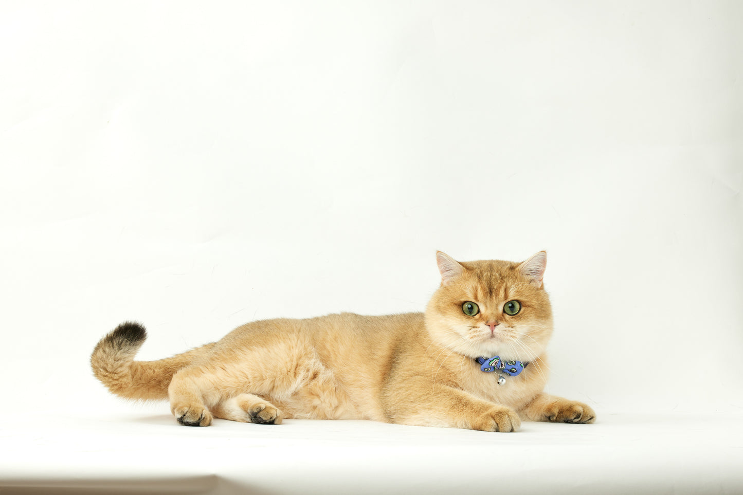 Mahjong | Walkwear | Hong Kong