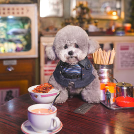 ***Pre-Order*** Lok-kwan B (洛軍) | Pet Bib