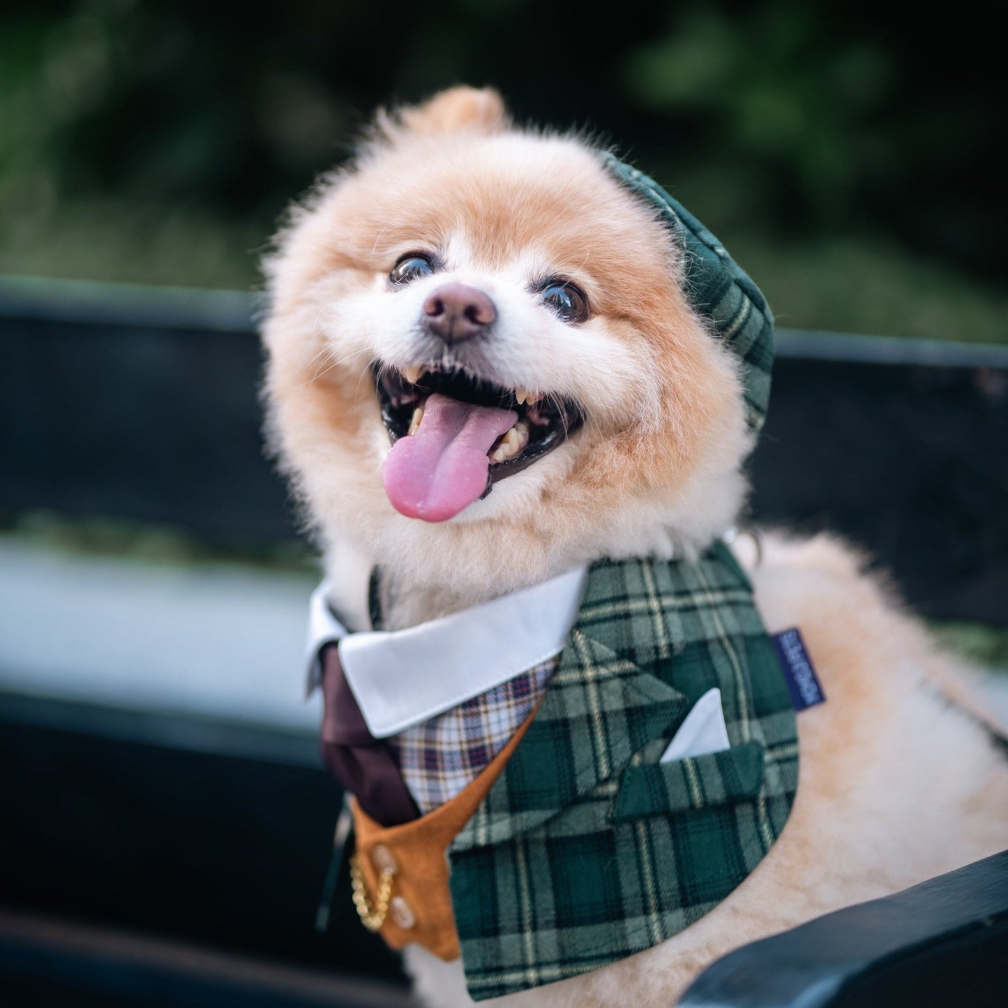 Phillip | Pet Bib