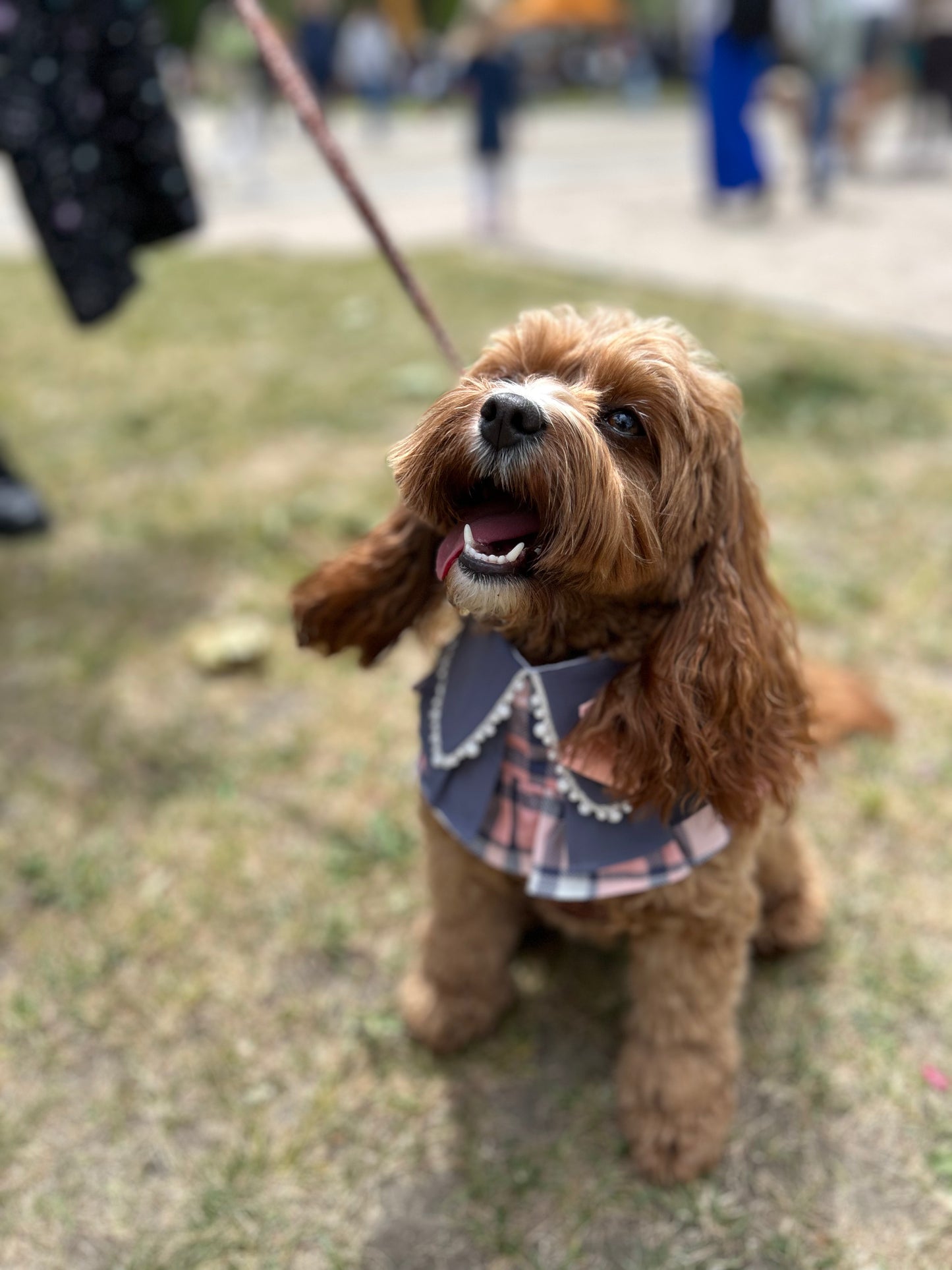 Madeleine | Pet Bib