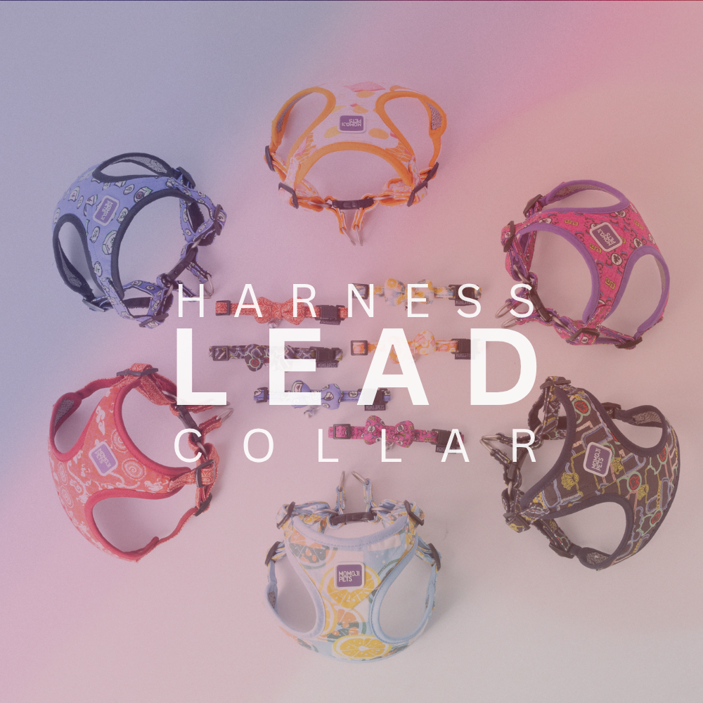 【Walkwear】Harness, Lead & Collar