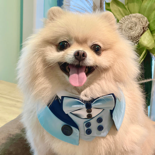 Kingsway Tuxedo Pet Bib – Formal Dog & Cat Neckwear