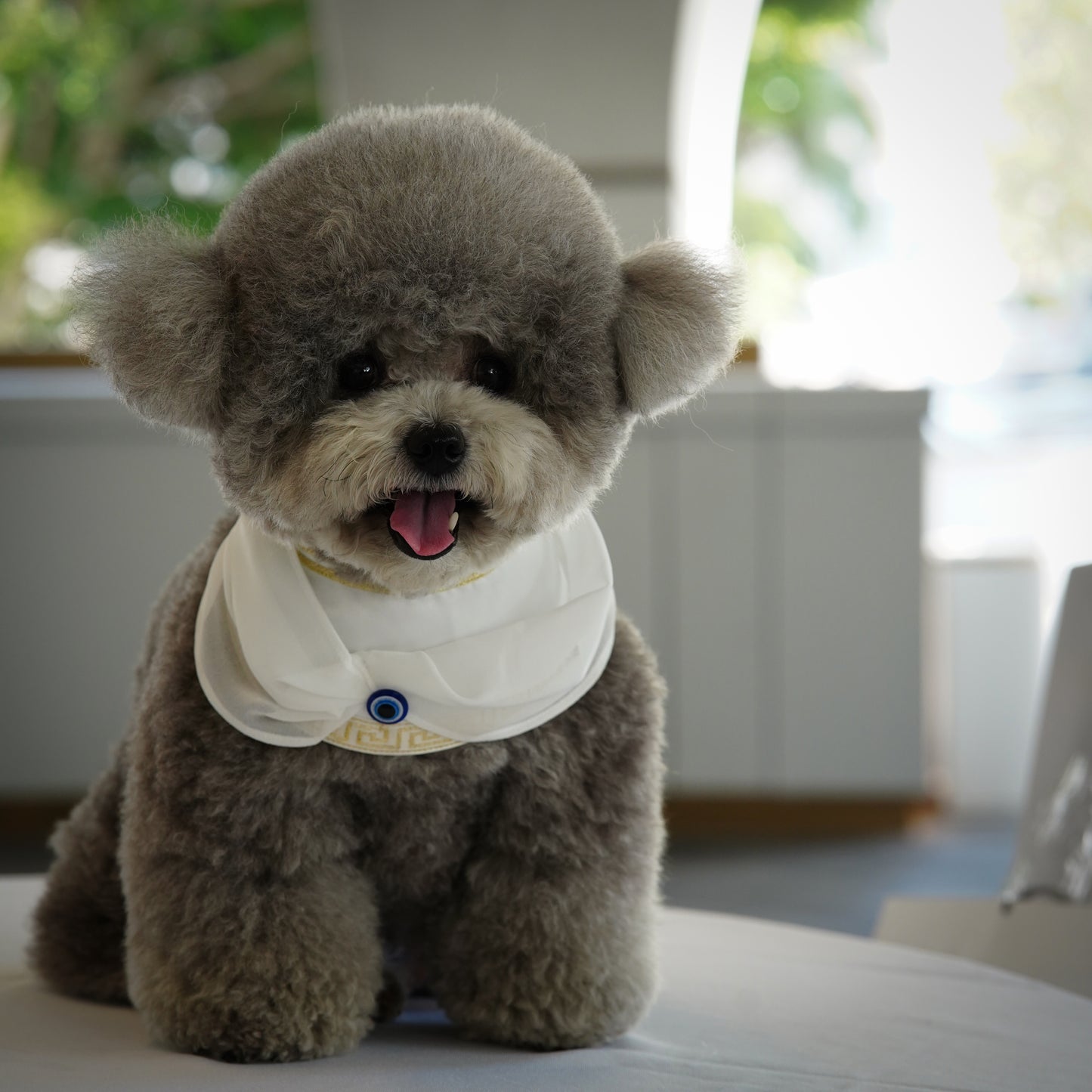 ***Pre-Order*** Zeus | Pet Bib