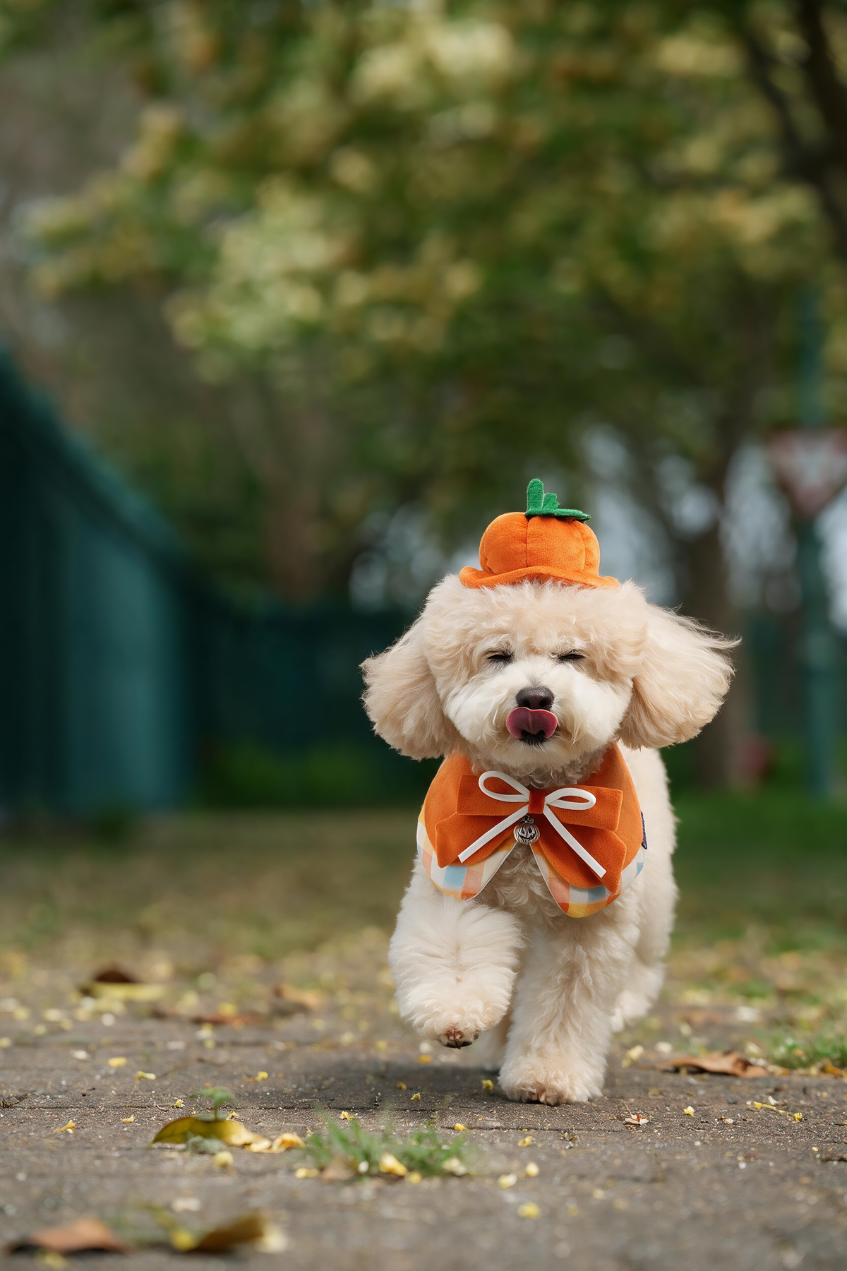 Pumpkin Scholar | Pet Neckwear