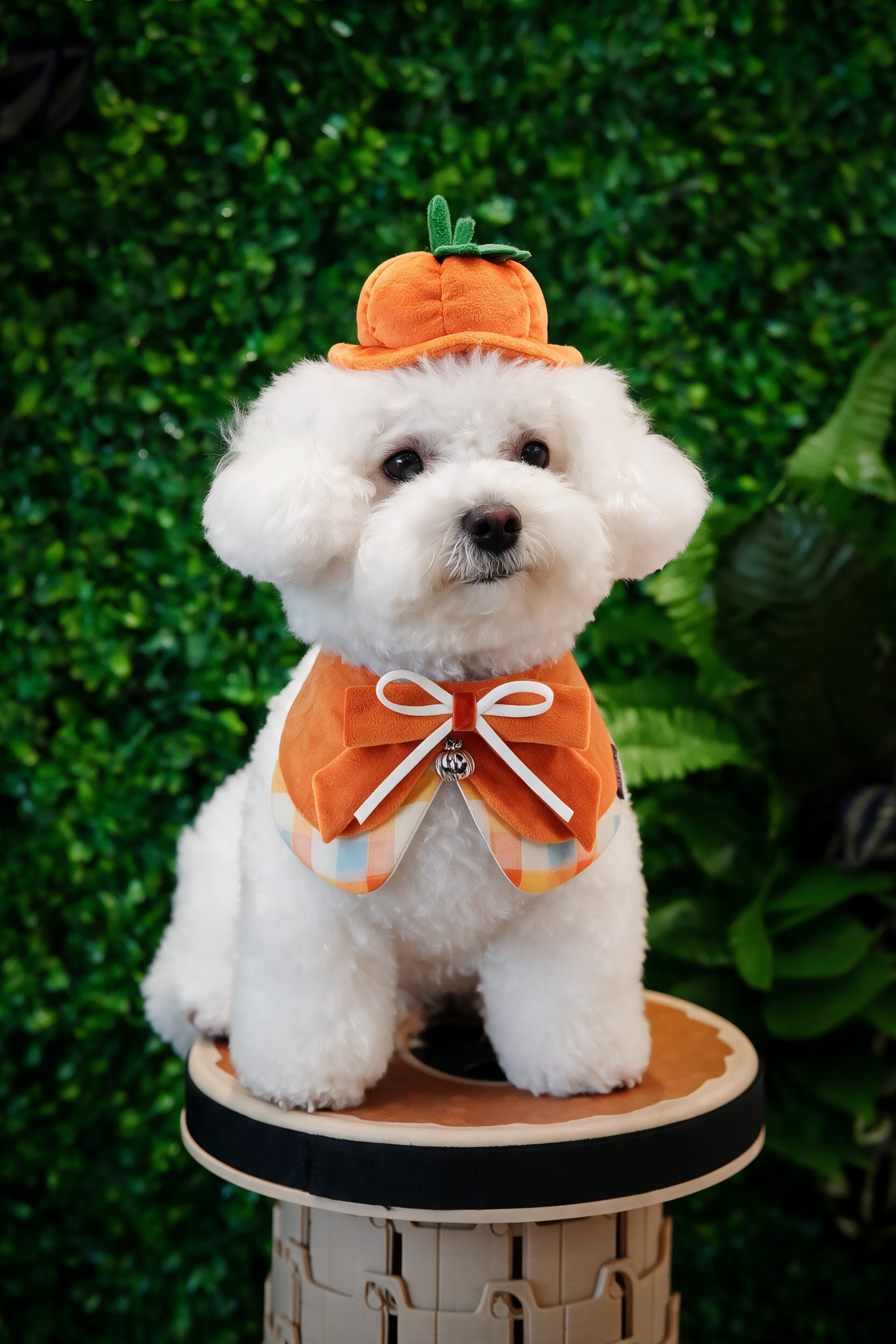 Pumpkin Scholar | Pet Neckwear
