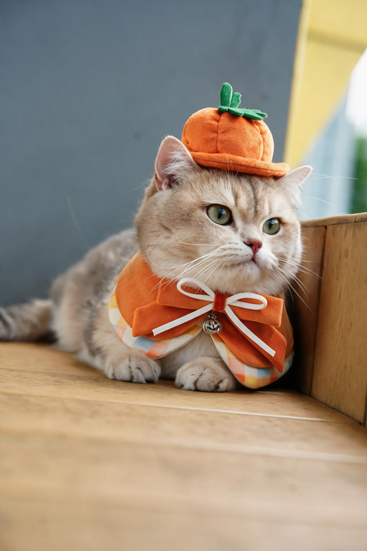 Pumpkin Scholar Hat (1-Harvest Pumpkin) | Pet Hat