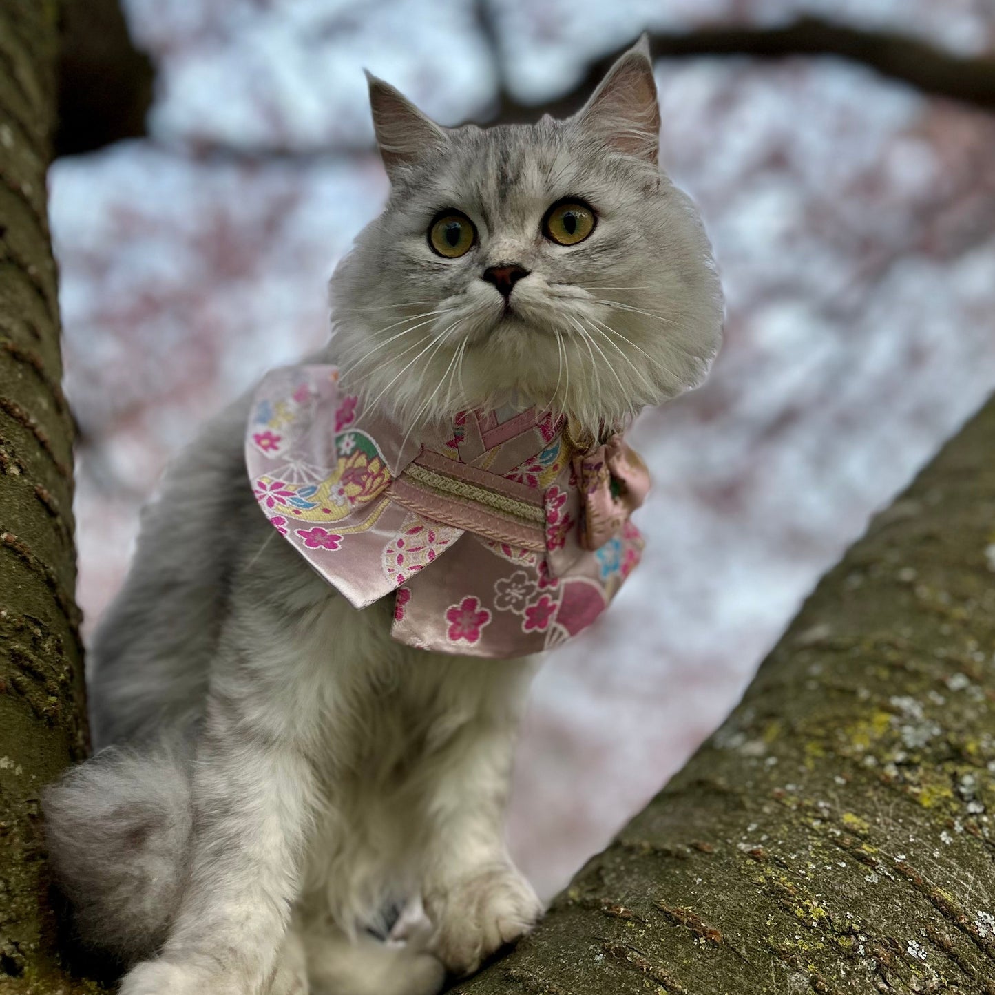 Sakurakouji Kimono-Style Decorative Pet Bib Collar – Elegant Outfit for Cats & Dogs