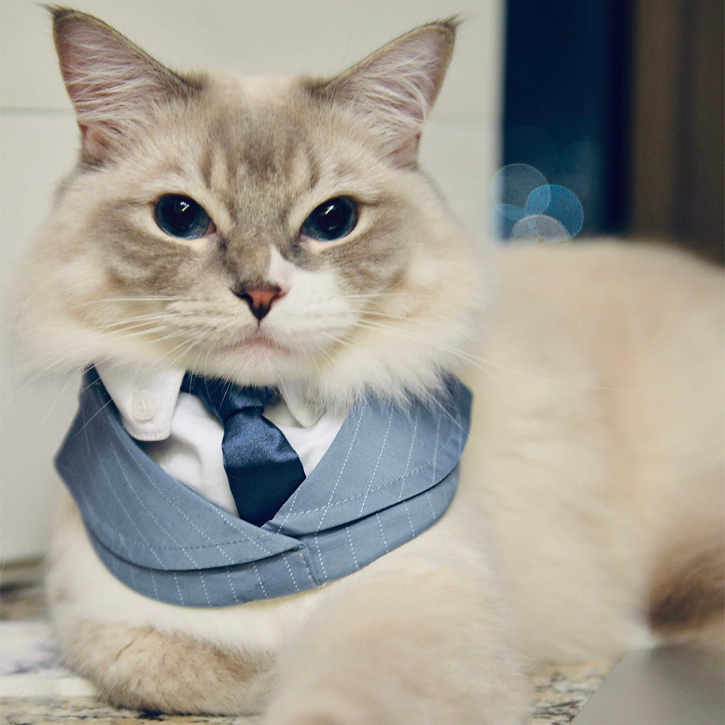 Des Voeux | Pet Bib