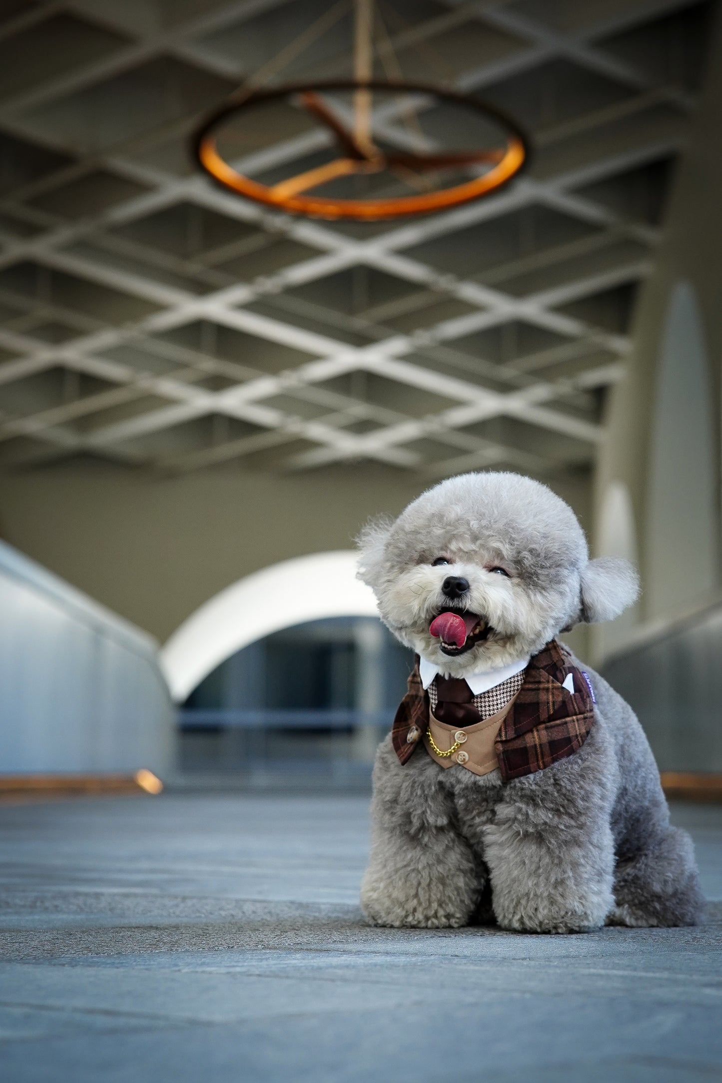 ***Pre-Order*** Phillip (New Colours) | Pet Bib