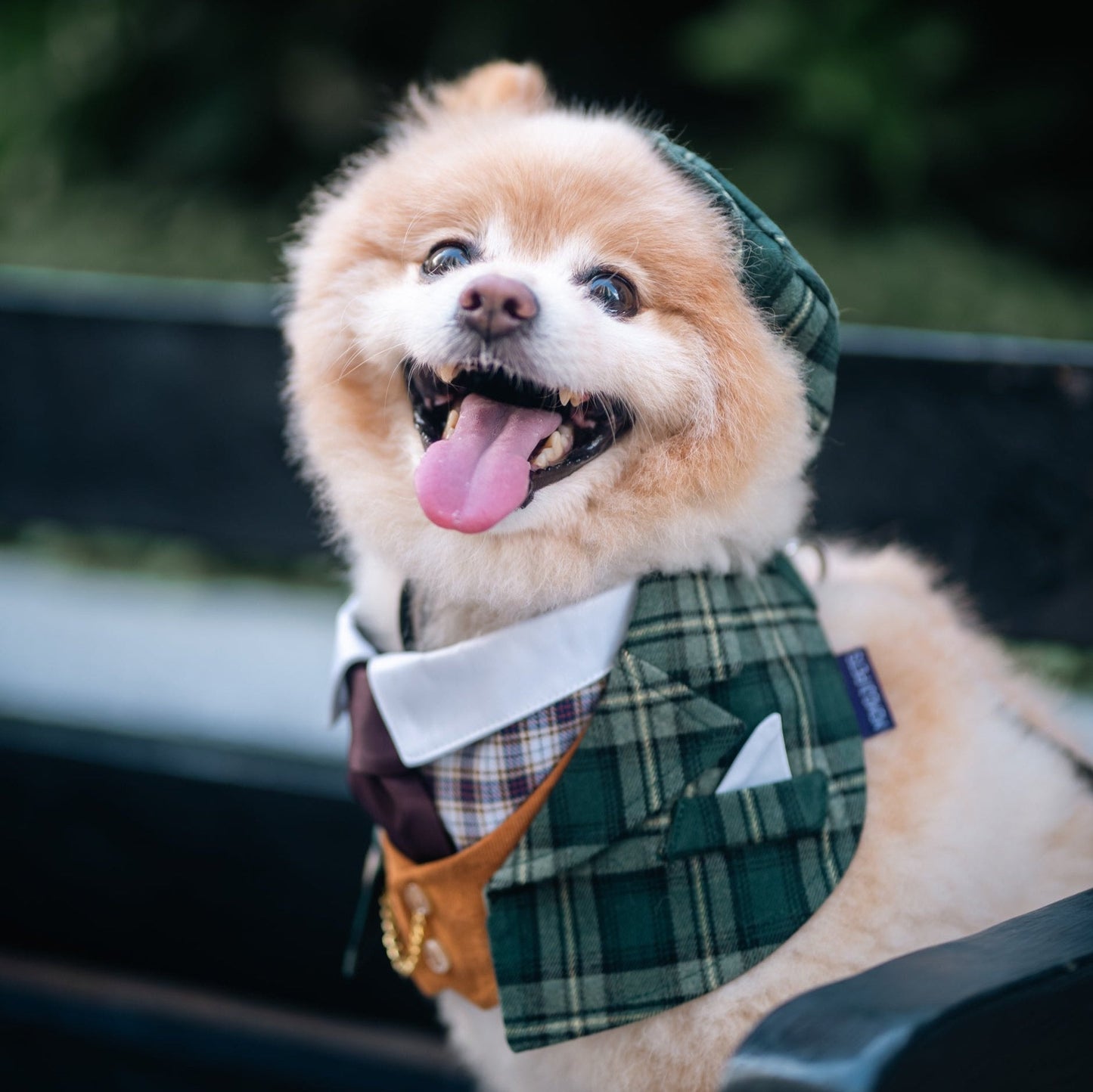 Charles | Pet Hat