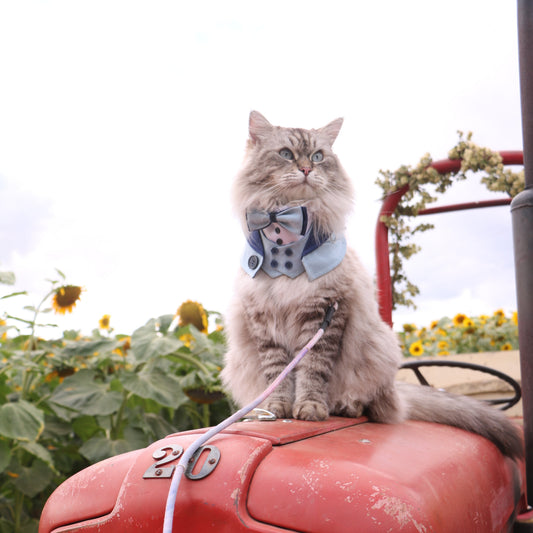 Kingsway Tuxedo Decorative Pet Bandana – Formal Outfit for Cats & Dogs